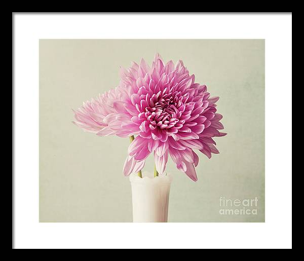 Pink Mums - Framed Print