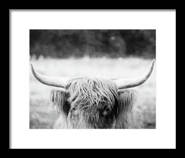 Scottish Highland Cattle Black and White - Framed Print