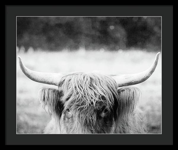 Scottish Highland Cattle Black and White - Framed Print