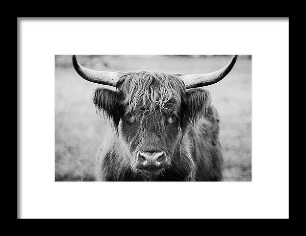 a black and white photo of a scottish highland cow with horns