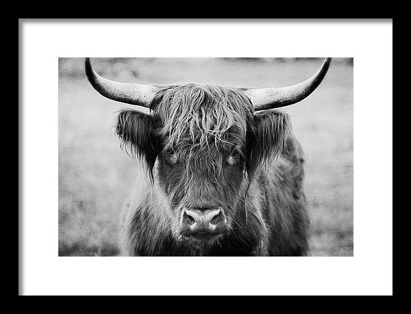 Scottish Highland Cow Black and White - Framed Print