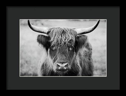 Scottish Highland Cow Black and White - Framed Print