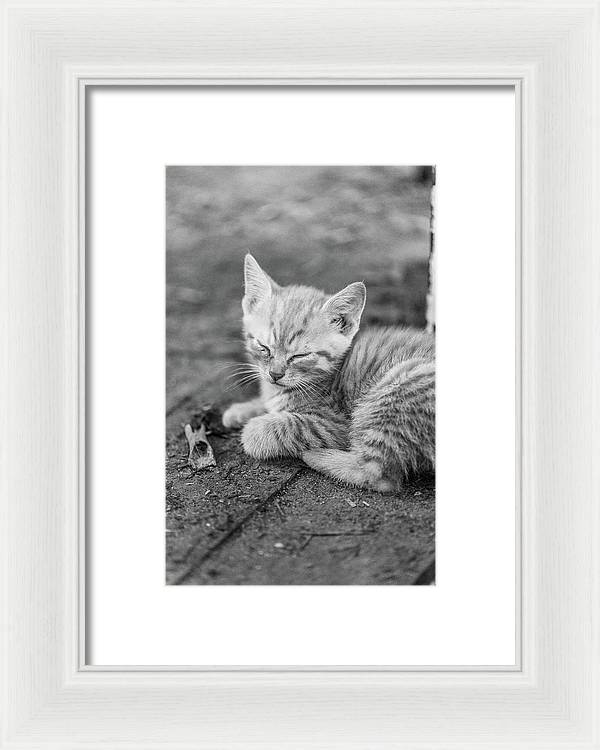 Sleepy Kitten - Framed Print