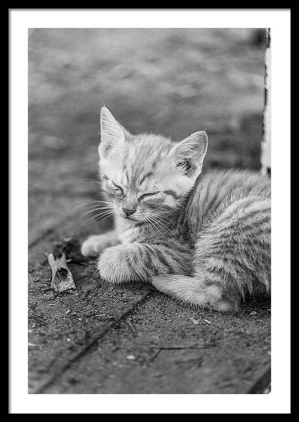 Sleepy Kitten - Framed Print