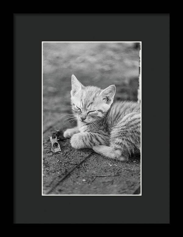 Sleepy Kitten - Framed Print