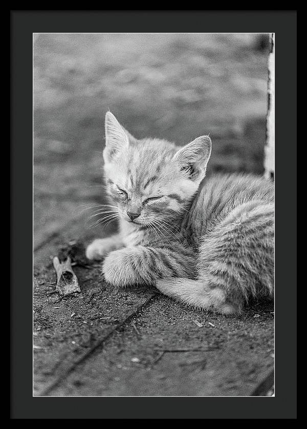 Sleepy Kitten - Framed Print